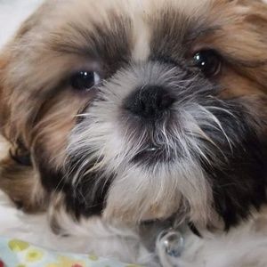 Meet your Posher, Karen